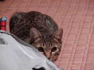 c0136736_12471850.gif