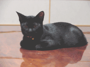 c0136736_12503143.gif