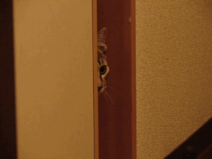 c0136736_12534381.gif