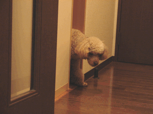 c0136736_12553854.gif