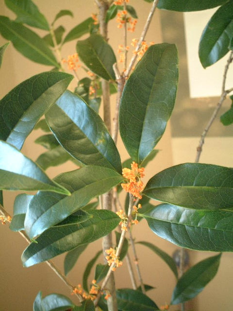 e0126042_213673.jpg