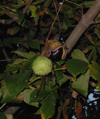c0086649_12542322.jpg