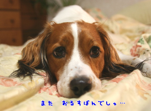 d0013149_1144460.jpg
