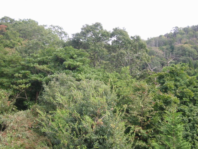 d0094868_19353428.jpg