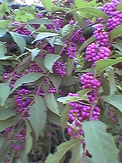 d0109373_22134980.jpg