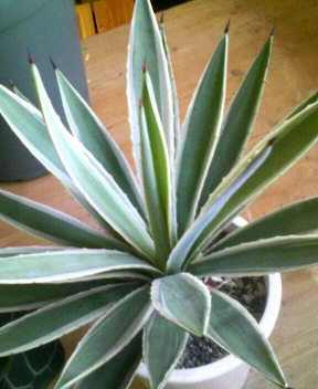 c0059383_13484742.jpg