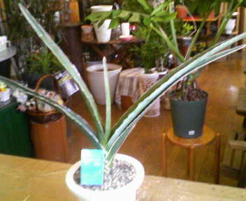 c0059383_13551426.jpg