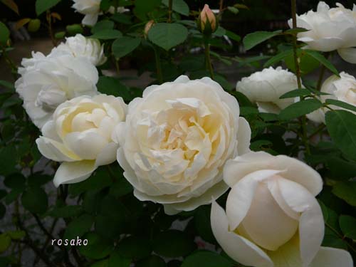 f0059818_17532120.jpg