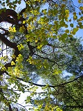 c0094621_10212638.jpg