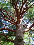 c0094621_1021986.jpg