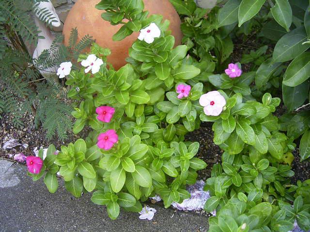 e0042626_063762.jpg