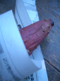 f0110840_20334972.jpg