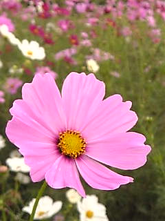c0069552_9325595.jpg