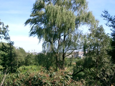 c0112172_1592372.jpg