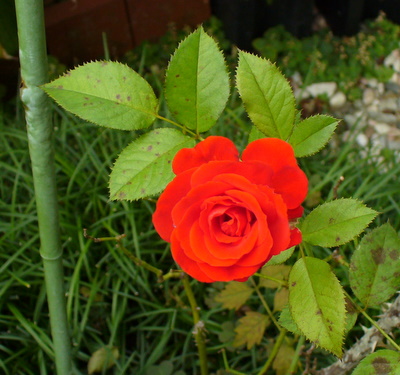 e0026586_1141033.jpg
