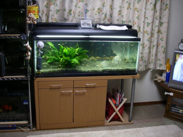 e0010301_167370.jpg