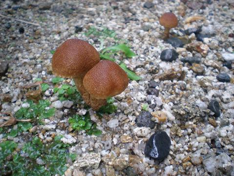 c0087305_737054.jpg