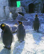 b0083918_21444890.jpg