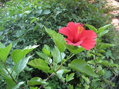 f0139520_16115931.jpg