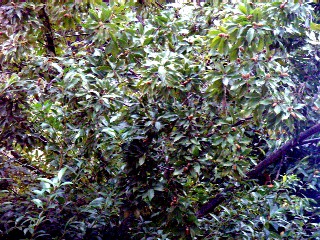 d0101522_1082790.jpg