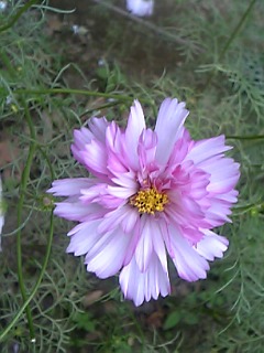 c0086230_21433610.jpg