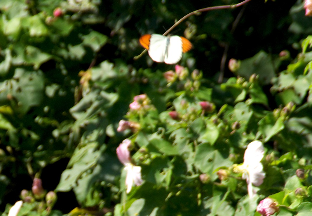d0053930_654023.jpg