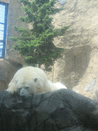 d0085939_22252369.jpg