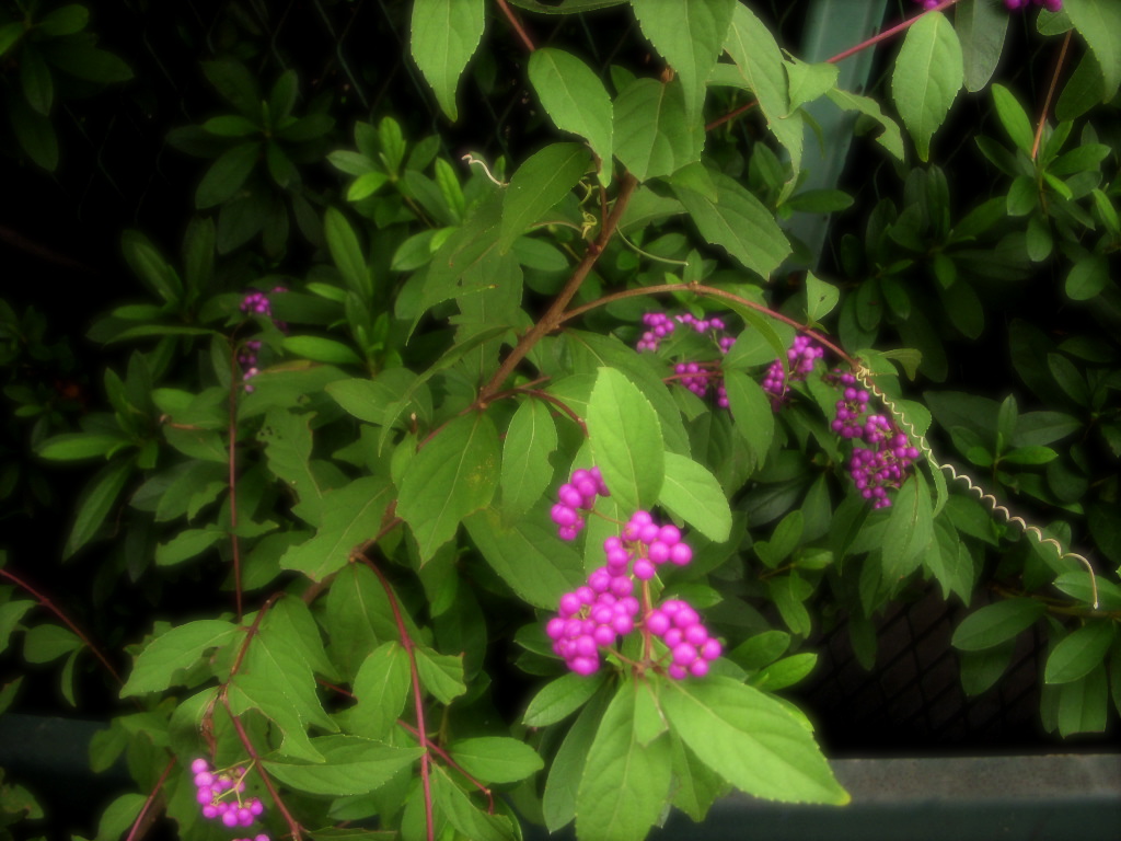 b0019140_1975259.jpg