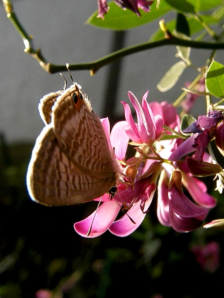 e0064158_2182579.jpg