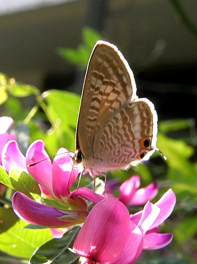 e0064158_2184342.jpg
