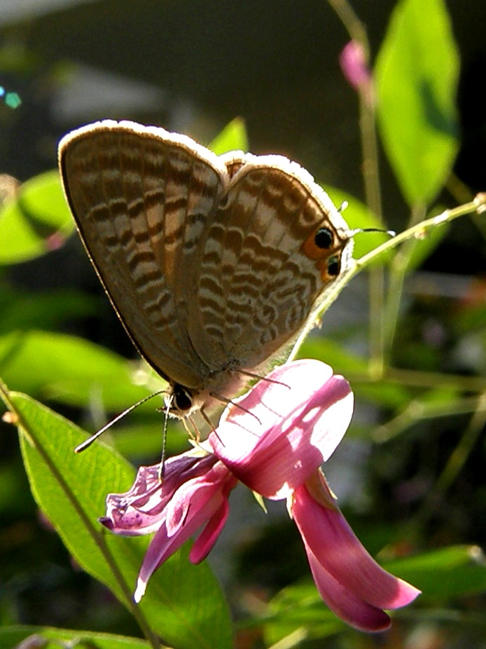 e0064158_2234756.jpg