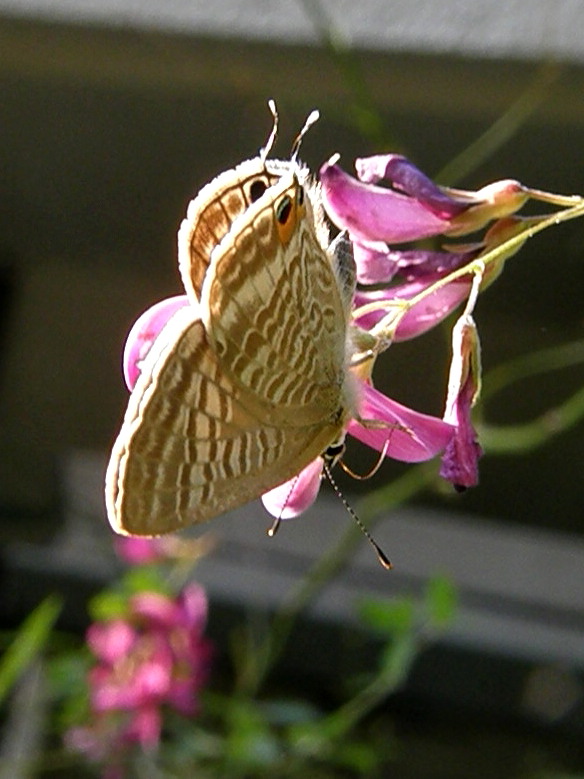 e0064158_2274019.jpg