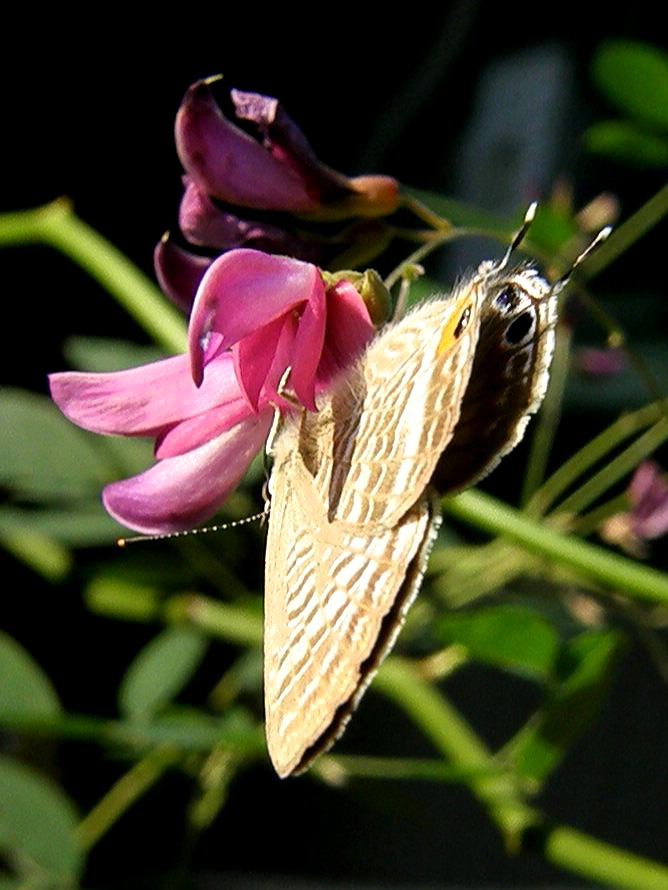e0064158_228183.jpg