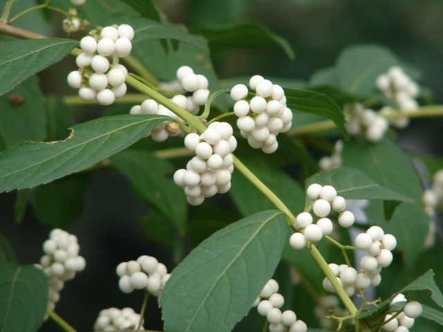 b0061261_034953.jpg
