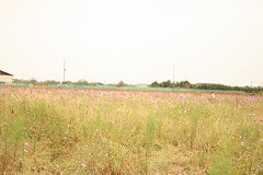 f0101871_1181061.jpg