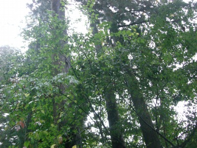 c0078480_2381949.jpg