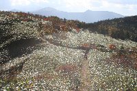 e0122199_1023773.jpg