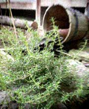 d0077603_15133148.jpg