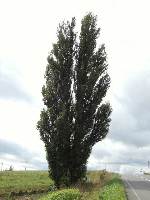 e0064133_0244339.jpg