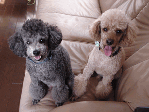 c0136736_2318046.gif