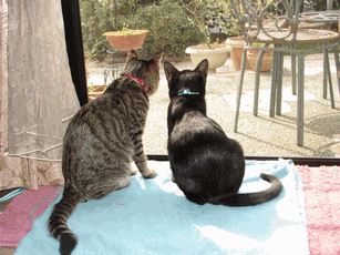 c0136736_23194342.gif