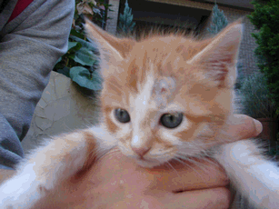 c0136736_2331755.gif