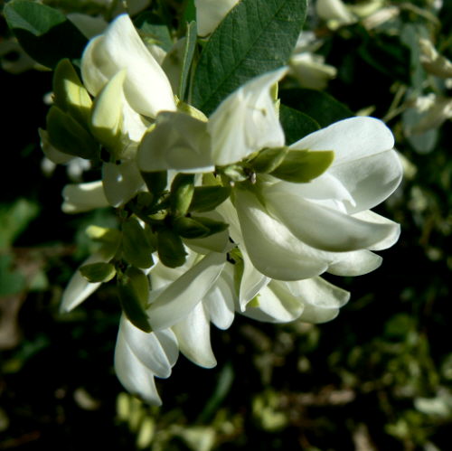d0091754_3423841.jpg