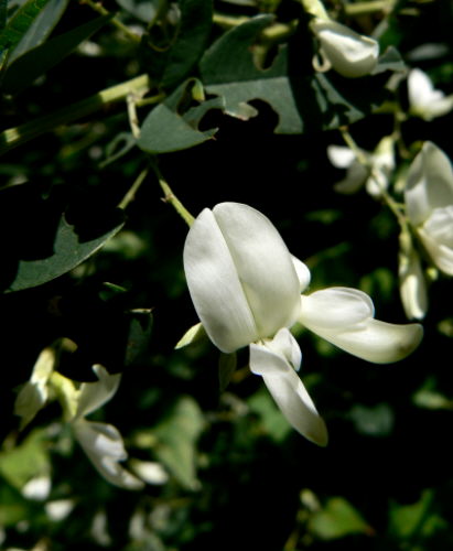 d0091754_343329.jpg