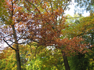 e0038811_19153319.jpg