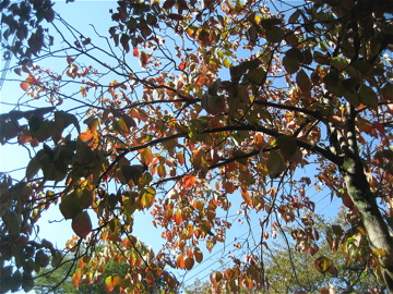 c0111017_18403468.jpg
