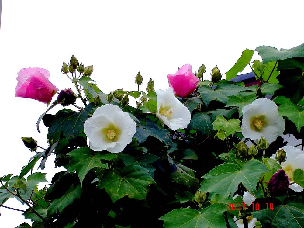 b0012636_8445883.jpg