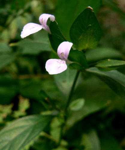 d0091754_212573.jpg