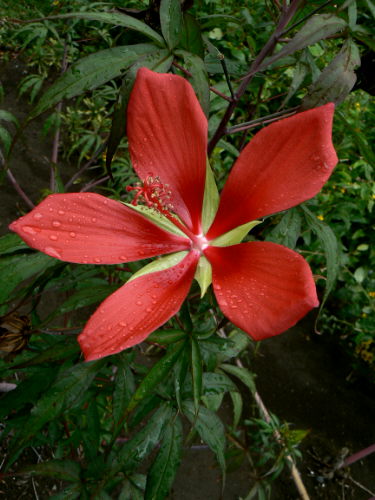 d0091754_2384785.jpg