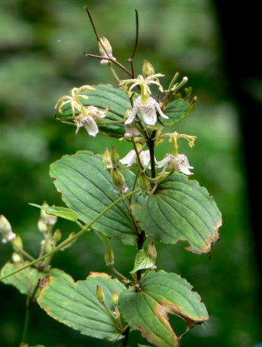 d0091754_2591150.jpg